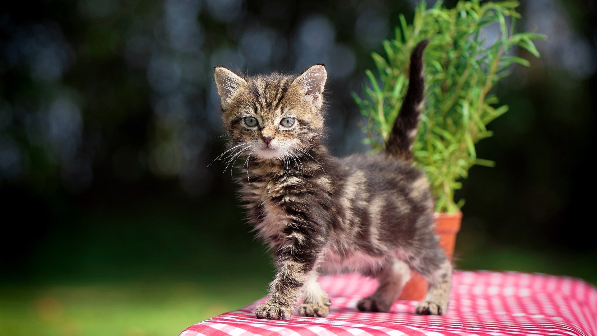 三狮咆哮！英格兰破咒力克毕尔巴鄂，欧冠决赛上演历史性逆袭