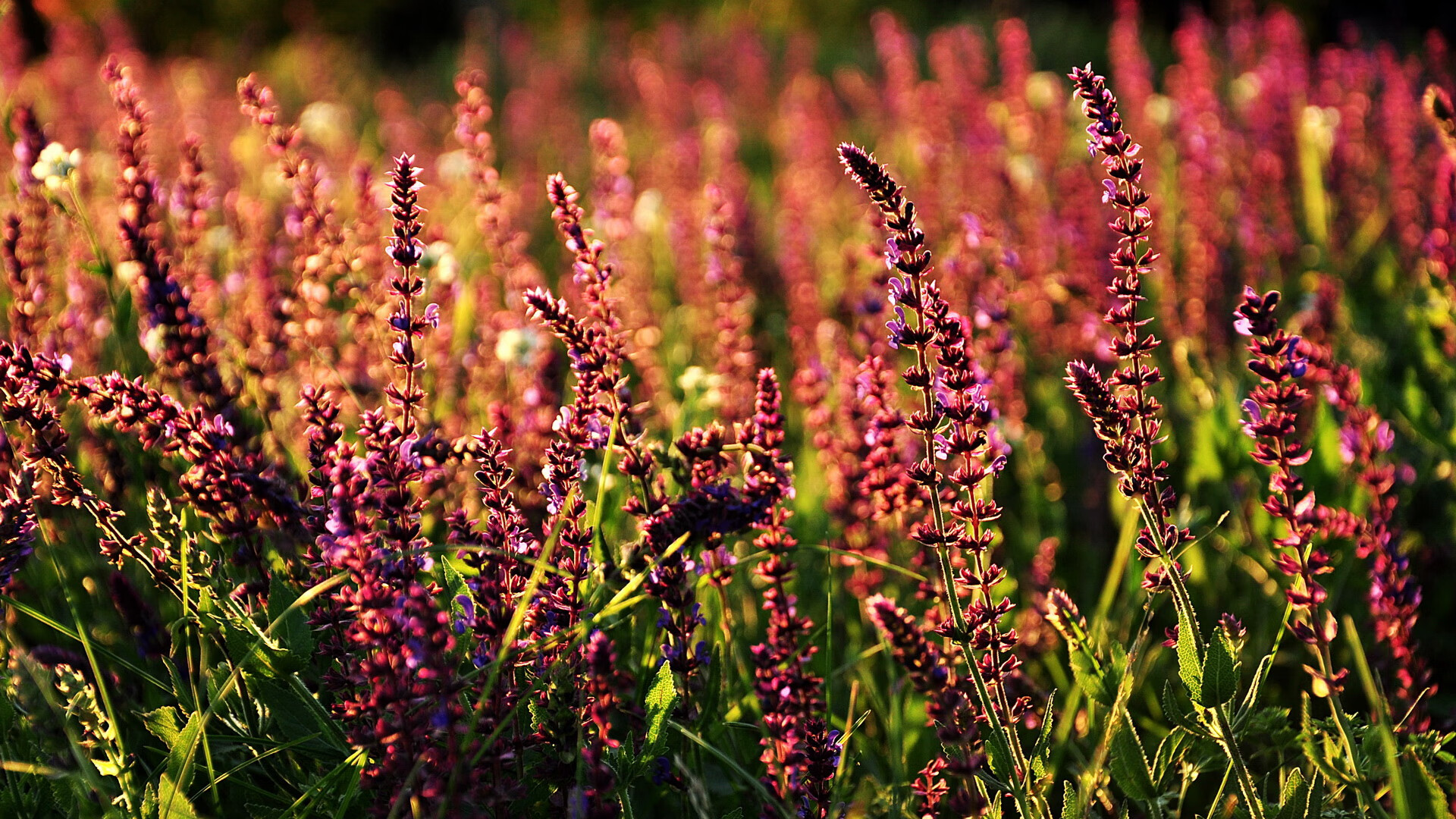 佩德里爆发引燃斗牛士军团，阿尔及利亚力克瑞士展现非洲力量